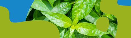 Andrographis: Properties, Uses & Supplements