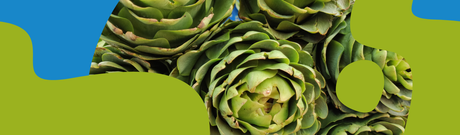 Artichoke: Health Benefits, Nutrition & Liver Support