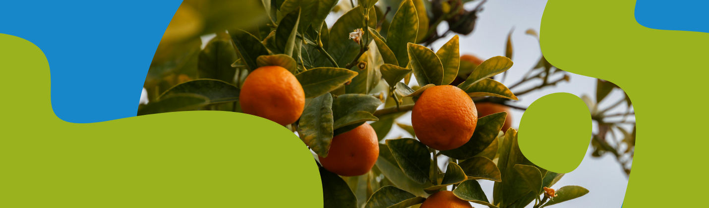 Citrus Bioflavonoids: Benefits, Dosage & Types